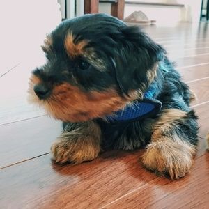 Meet your Posher, Leilei